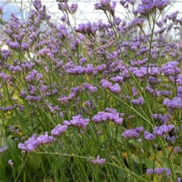 Limonium Dazzle Rocks Deniz lavantası fidesi