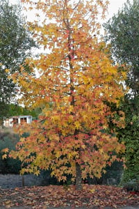 Liquidambar st. Sığla Ağacı Golden Sun