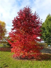 Liquidambar styraciflua Sığla ağacı Amber fidanı