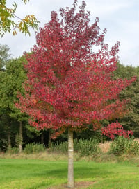 Liquidambar styraciflua worplesdon Kırmızı Amerikan Sığla ağacı Amber fidanı