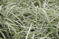 Liriope muscari Silver Ribbon Alacalı Çim Zambağı fidesi