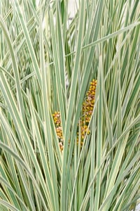 Lomandra longifolia alacalı hasır otu fidesi White Sands