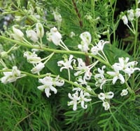 Lomatia tinctoria Gitar Ağacı fidanı