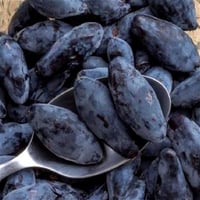 Lonicera caerulea kamts. Leningradsky honeyberry bal yemiş fidanı