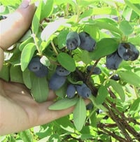 Lonicera caerulea kamts. Sinoglawski honeyberry bal yemişi fidanı