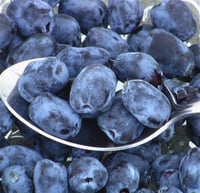 Lonicera caerulea kamtschatica Blue velvet honeyberry bal yemişi fidanı
