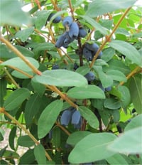 Lonicera caerulea kamtschatica Karina honeyberry bal yemişi fidanı