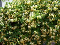 Lonicera caprifolium Sarılıcı Hanımeli fidanı