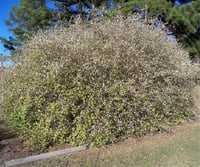 Lonicera fragrant. Çalı Hanımeli fidanı Hatun parmağı