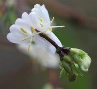 Lonicera fragrant. Çalı Hanımeli fidanı Hatun parmağı