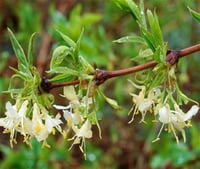Lonicera fragrant. Çalı Hanımeli fidanı Hatun parmağı