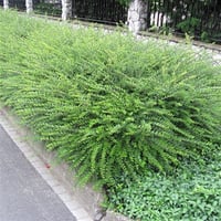 Lonicera nitida Çalı hanımeli fidanı