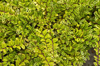 Lonicera nitida Lemon Queen Altuni Çalı Hanımelii