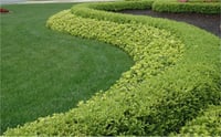 Lonicera pileata Çalı Hanımeli fidanı