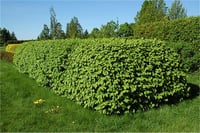 Lonicera xylosteum Çit hanımeli Bodur hanımeli fidanı