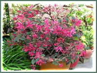 Loropetalum chinense Burgundy Lorapetalum fidanı