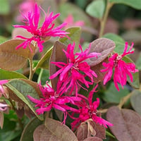 Loropetalum Chinense Daybreaks Flame Lorapetalum fidanı