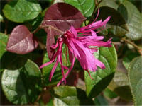 Loropetalum chinense Ming Dynasty Lorapetalum fidanı