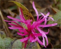 Loropetalum Chinense Rubra Lorapetalum fidanı