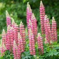 Lupinus polyphyllus Acı Bakla Fidesi Rose Shades
