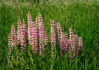 Lupinus polyphyllus Acı Bakla Fidesi Rose Shades
