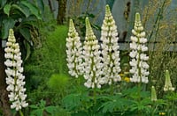 Lupinus polyphyllus Acı Bakla Fidesi White Shades