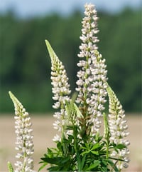 Lupinus polyphyllus Acı Bakla Fidesi White Shades
