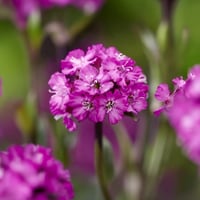 Lychnis viscaria Cherry Bubbles Pembe Çiçekli Silene Fidesi
