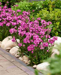 Lychnis viscaria Cherry Bubbles Pembe Çiçekli Silene Fidesi