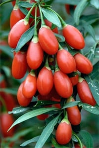 Lycium barbarum Gojiberry Kurt Üzümü fidanı