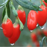 Lycium barbarum Korean Big Gojiberry Kurt üzümü fidanı
