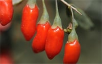 Lycium barbarum New Big Gojiberry Kurt üzümü fidan