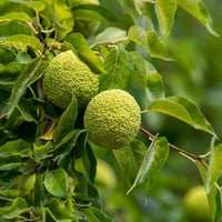 Maclura pomifera Yalancı Portakal Ağacı