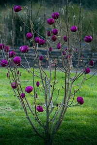 Magnolia Black Tulip Manolya fidanı