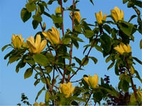 Magnolia brookl. Yellow Bird Kış Manolya fidanı