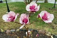 Magnolia Cameo Kış Manolya fidanı