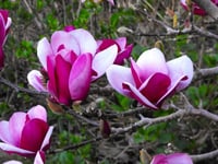Magnolia Cameo Kış Manolya fidanı