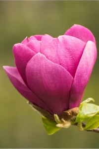Magnolia Cleopatra Manolya fidanı
