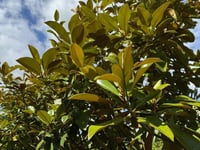 Magnolia grand. Manolya fidanı Ferruginea