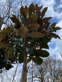 Magnolia grand. Manolya fidanı Galissonniere