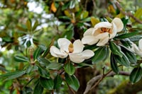 Magnolia grand. Manolya fidanı Galissonniere