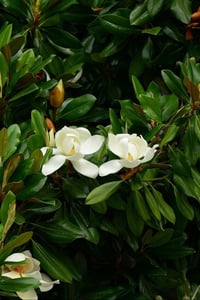 Magnolia grand. Manolya fidanı Galissonniere