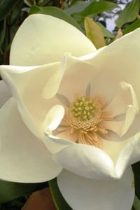 Magnolia grandiflora namnetensis Flore Pleno Katlı Manolya fidanı