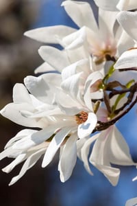 Magnolia kobus Japon Kış manolya fidanı