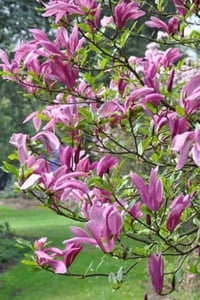 Magnolia liliflora SUSAN mor çiçekli kış manolya fidanı
