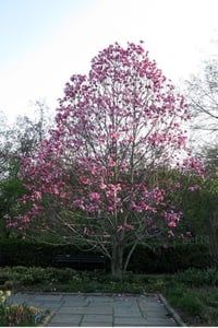 Magnolia Manolya fidanı