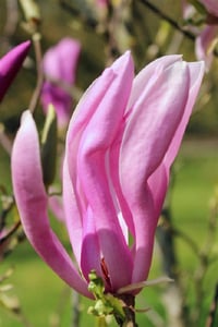 Magnolia Manolya fidanı kosar de vos Susan