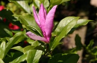 Magnolia Manolya fidanı kosar de vos Susan