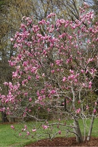 Magnolia Ricki Kış Manolya fidanı