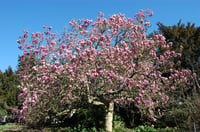 Magnolia soul. Manolya fidanı Rustica Rubra
